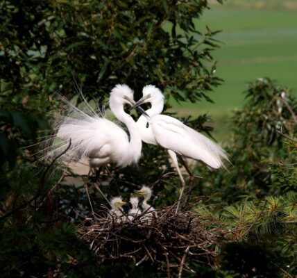 découvrez l'évolution du congé parental en france, ses réformes et ses impacts sociaux au fil des années.