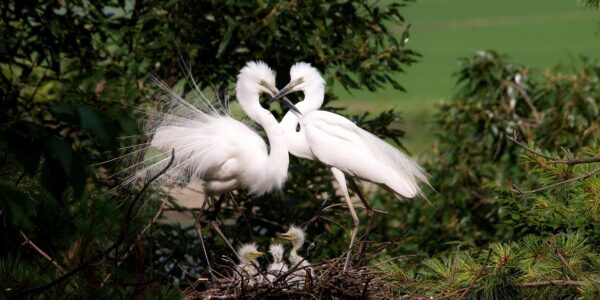 découvrez l'évolution du congé parental en france, ses réformes et ses impacts sociaux au fil des années.